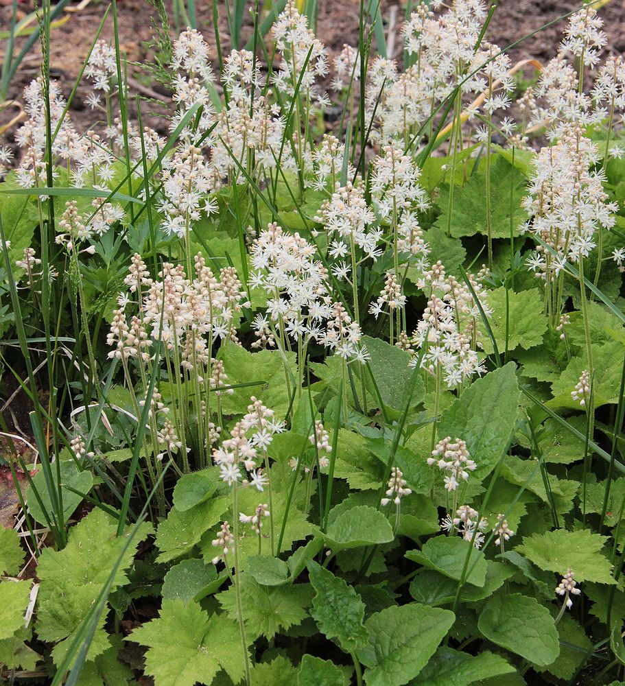 Image of Tiarella cordifolia specimen.