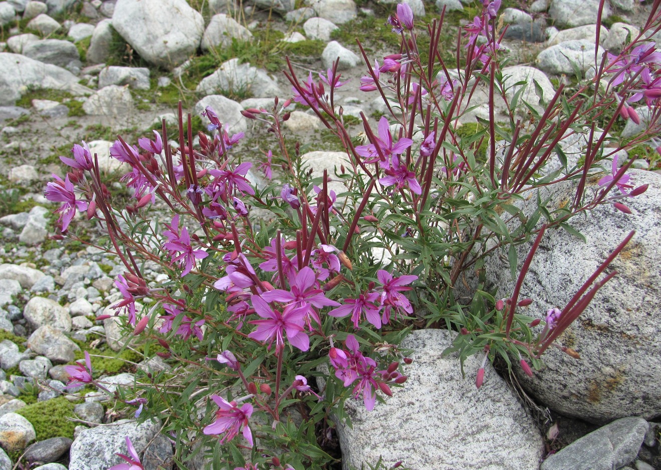 Изображение особи Chamaenerion colchicum.