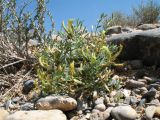 genus Astragalus
