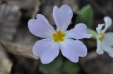 Primula vulgaris. Цветок. Азербайджан, окр. г. Куба (Губа), лесопарк. 6 апреля 2017 г.