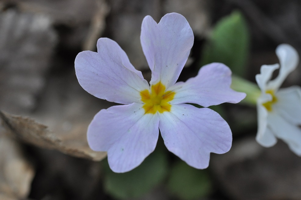 Image of Primula vulgaris specimen.