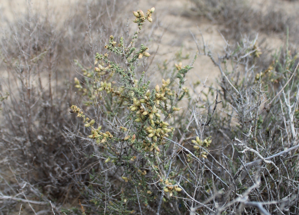 Image of Reaumuria fruticosa specimen.