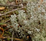 Cladonia rangiferina. Часть таллома. Северный Урал, Пермский край, долина р. Язьва в р-не с. Верх-Язьва, опушка соснового бора, мохово-лишайниковый покров. 20 августа 2017 г.