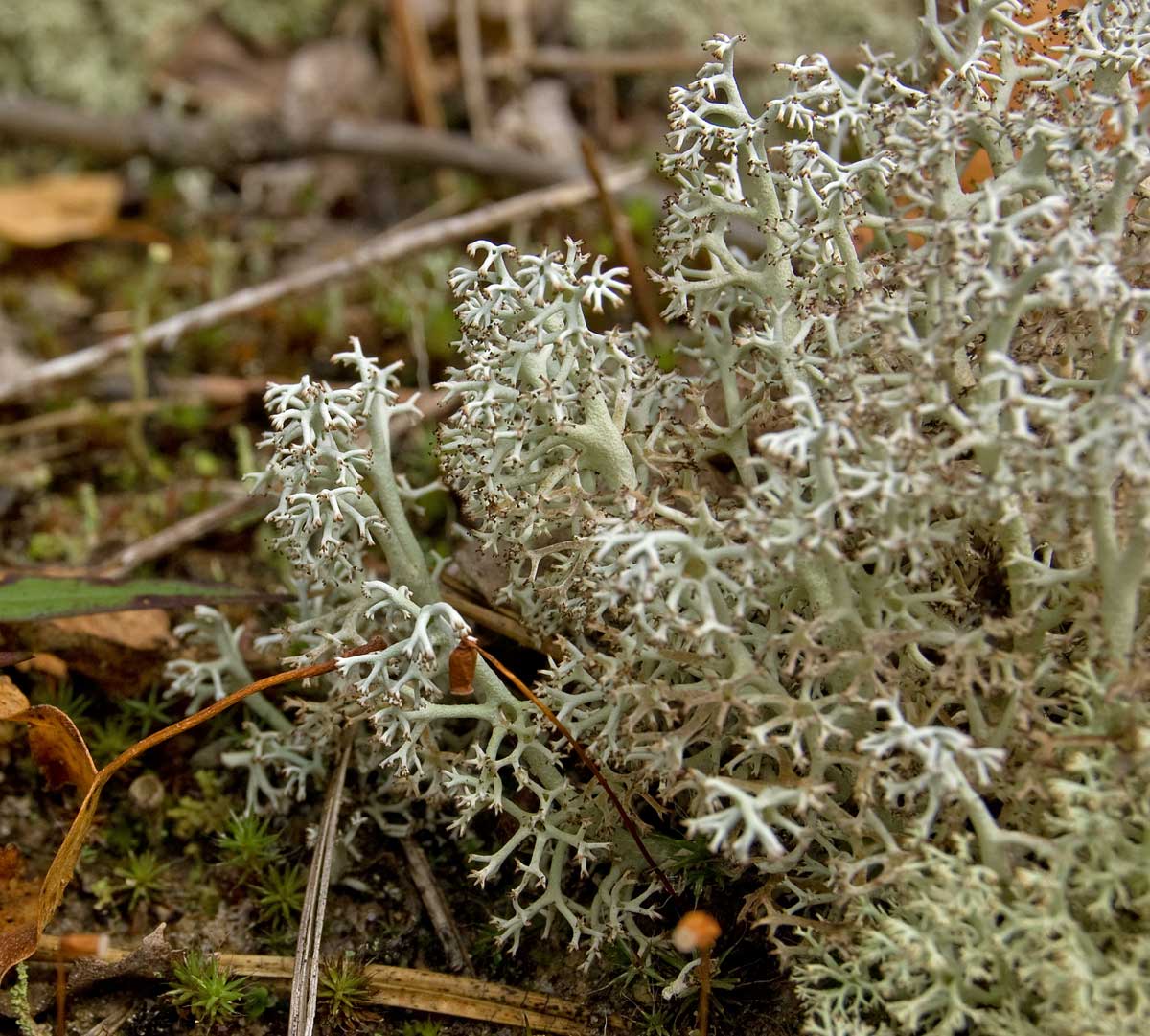 Изображение особи Cladonia rangiferina.