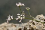 Pimpinella tragium подвид depressa. Соцветие. Греция, о-в Крит, ном Ханья (Νομός Χανίων), дим Платаньяс (Δήμος Πλατανιά), горный массив Лефка Ори (Λευκά Όρη), окр. родника Линосели (Λινοσέλι), ≈ 1400 м н.у.м., в расщелине скалы. 23 июня 2017 г.