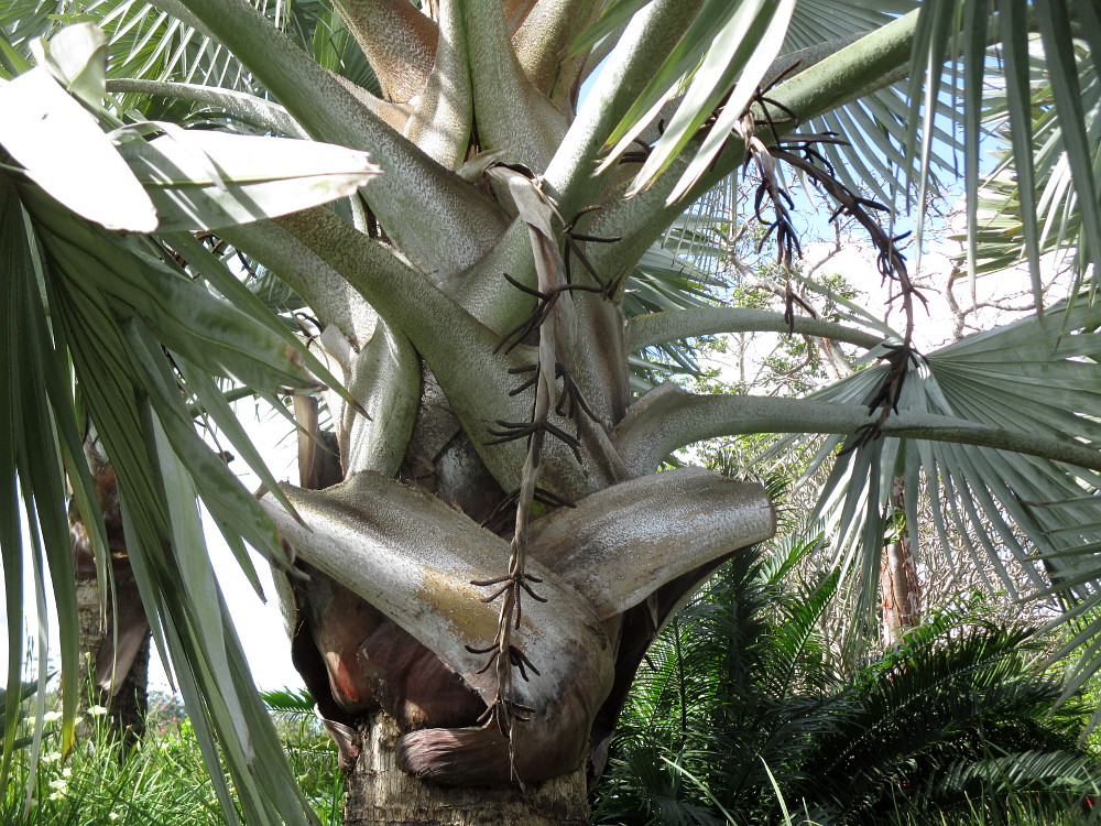 Image of Bismarckia nobilis specimen.