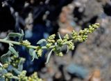 Chenopodium frutescens