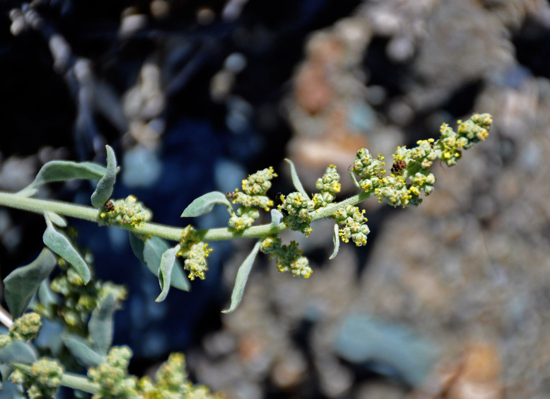 Image of Chenopodium frutescens specimen.