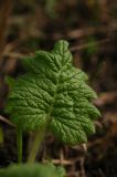 Primula kaufmanniana