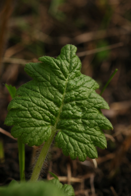 Изображение особи Primula kaufmanniana.