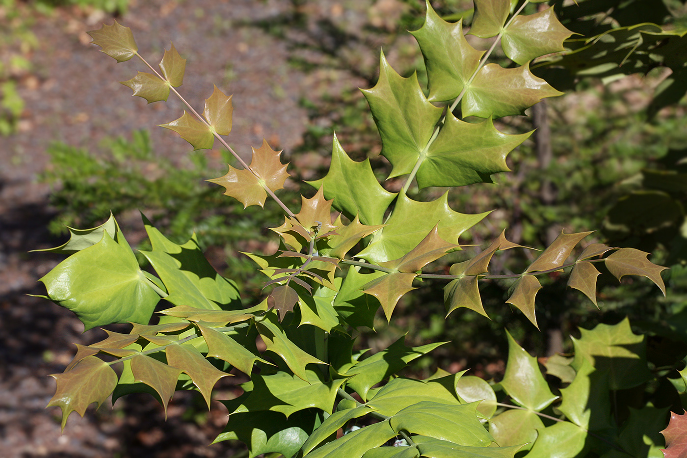 Изображение особи Mahonia bealei.