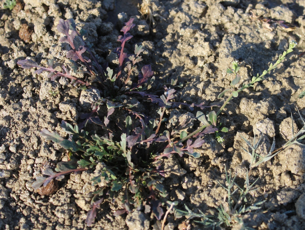 Изображение особи Lepidium aucheri.
