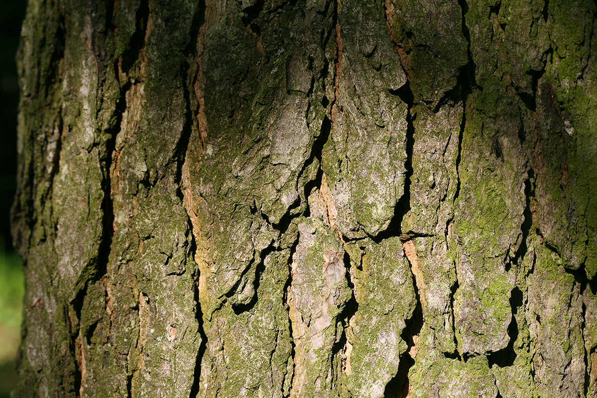 Изображение особи Gymnocladus dioicus.