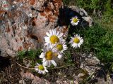 Chrysanthemum zawadskii