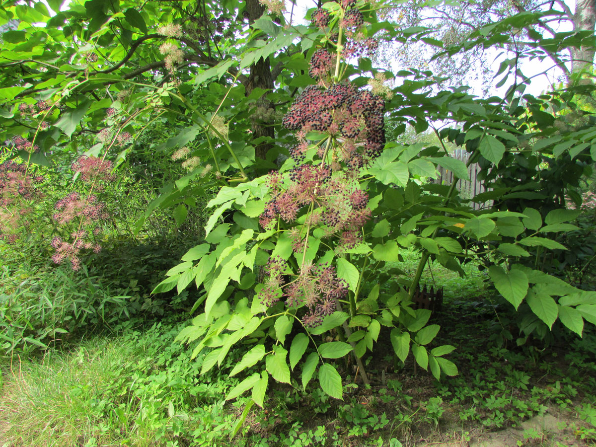 Изображение особи Aralia cordata.