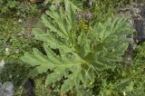 род Heracleum