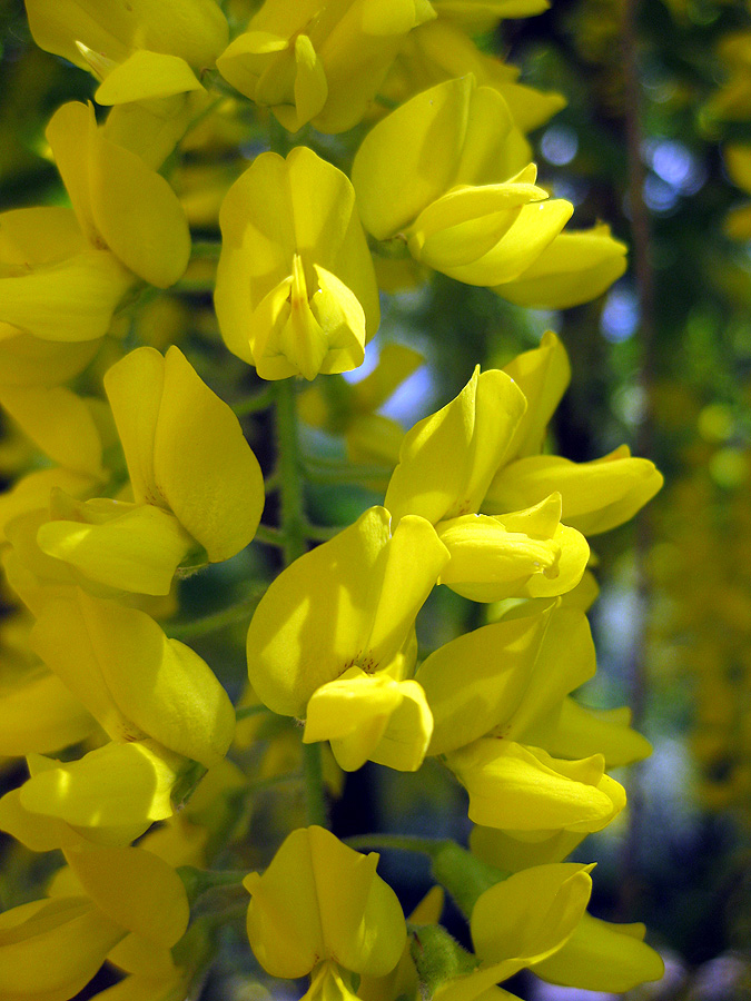 Изображение особи Laburnum alpinum.