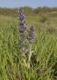 Ajuga orientalis