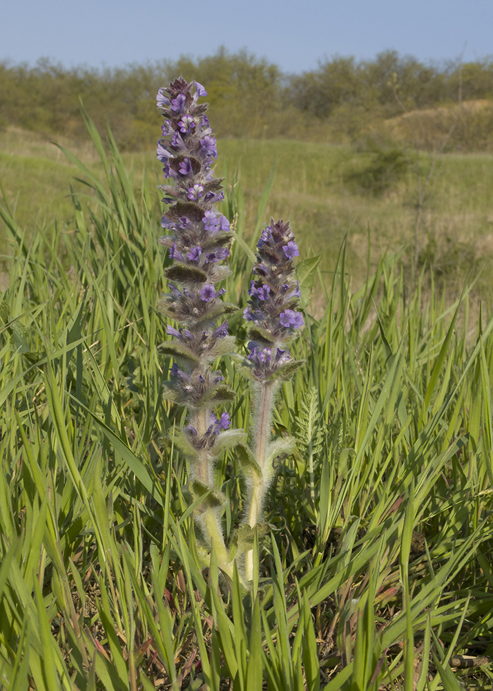 Изображение особи Ajuga orientalis.