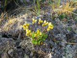 Draba glacialis. Отцветающее растение с завязавшимися плодами. Красноярский край, западное побережье п-ова Таймыр, мыс Ефремов камень, каменистая тундра. 22.07.2017.