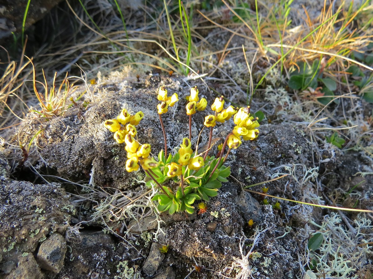 Изображение особи Draba glacialis.