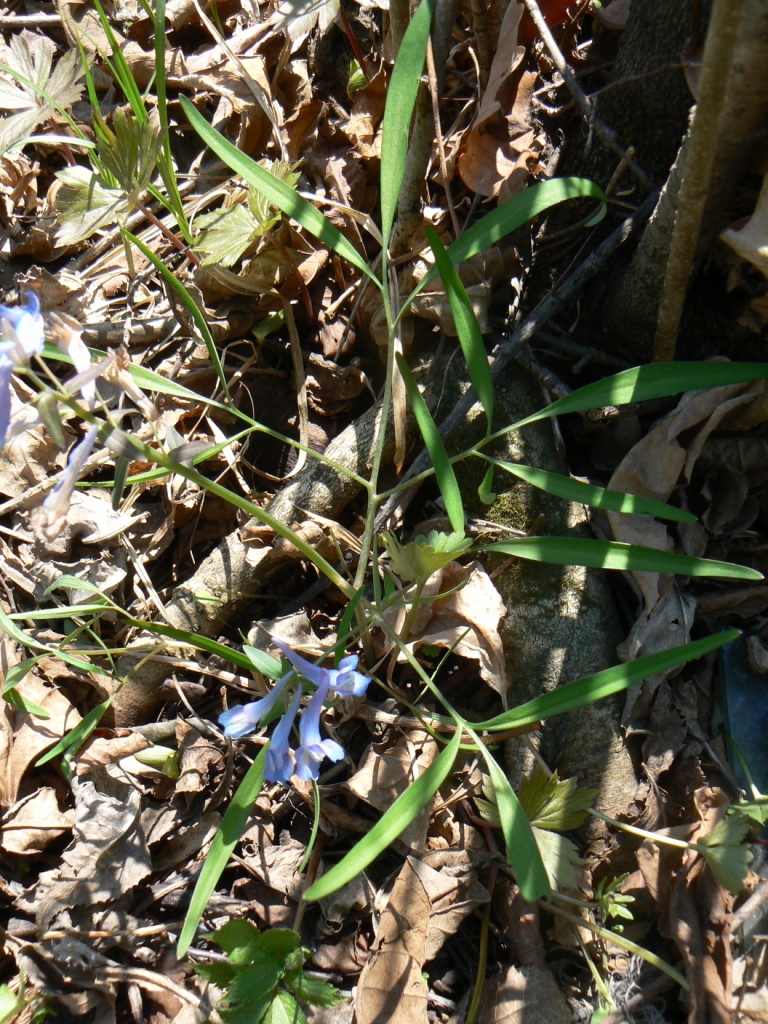 Image of Corydalis ussuriensis specimen.