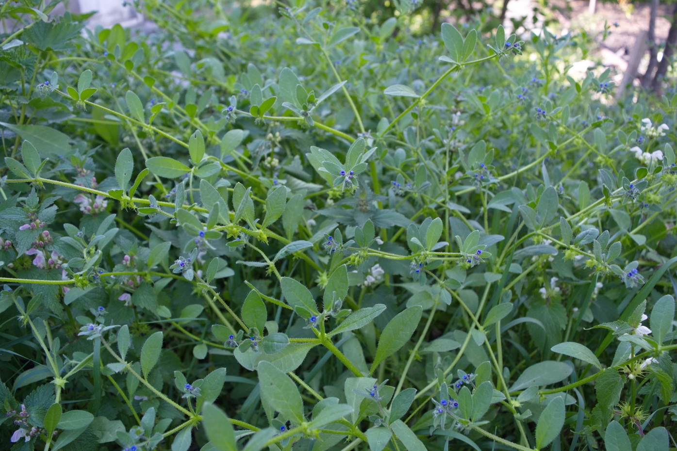 Изображение особи Asperugo procumbens.