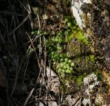 Mannia fragrans