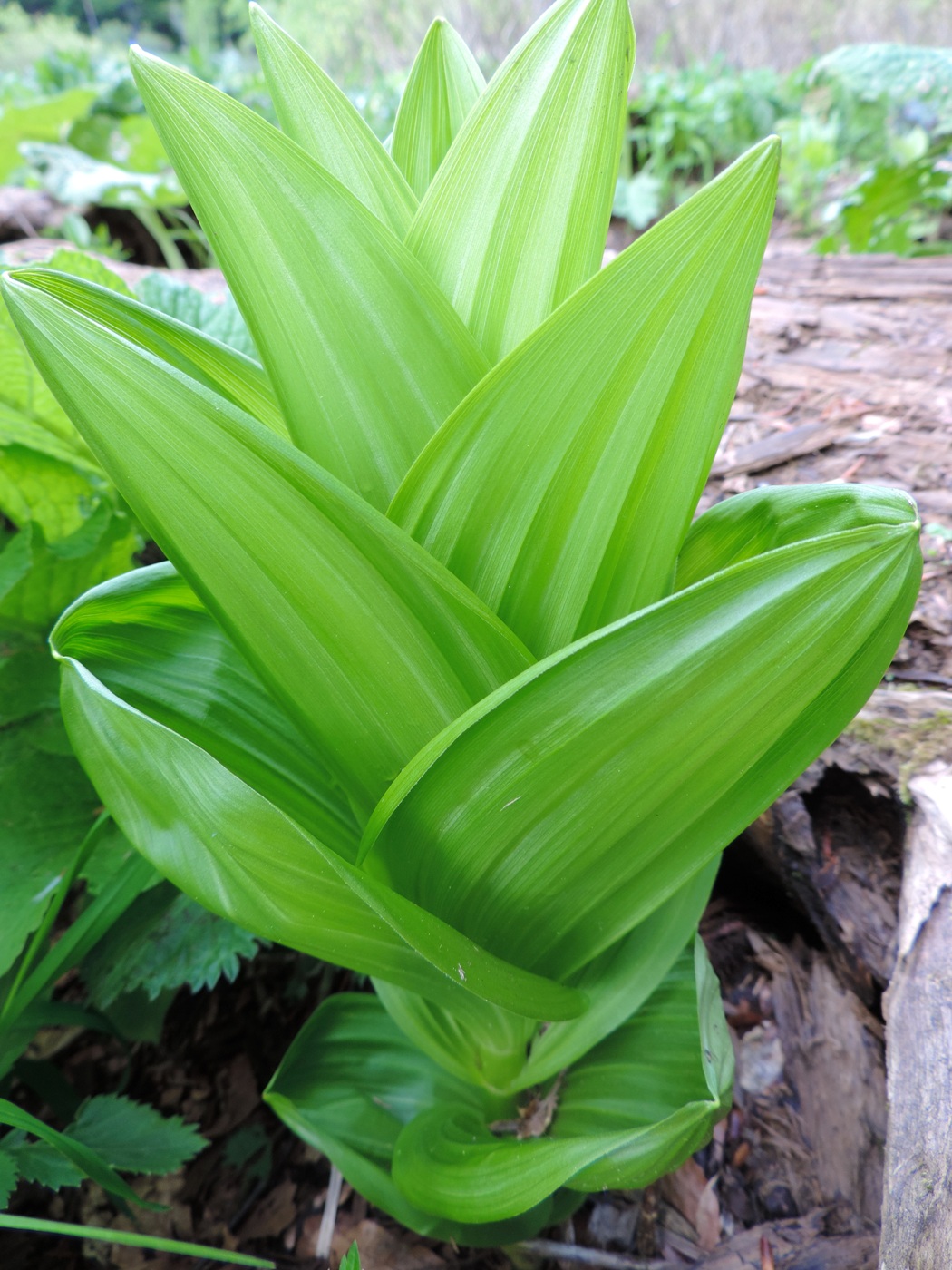 Image of Veratrum lobelianum specimen.