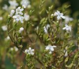 Valeriana dubia