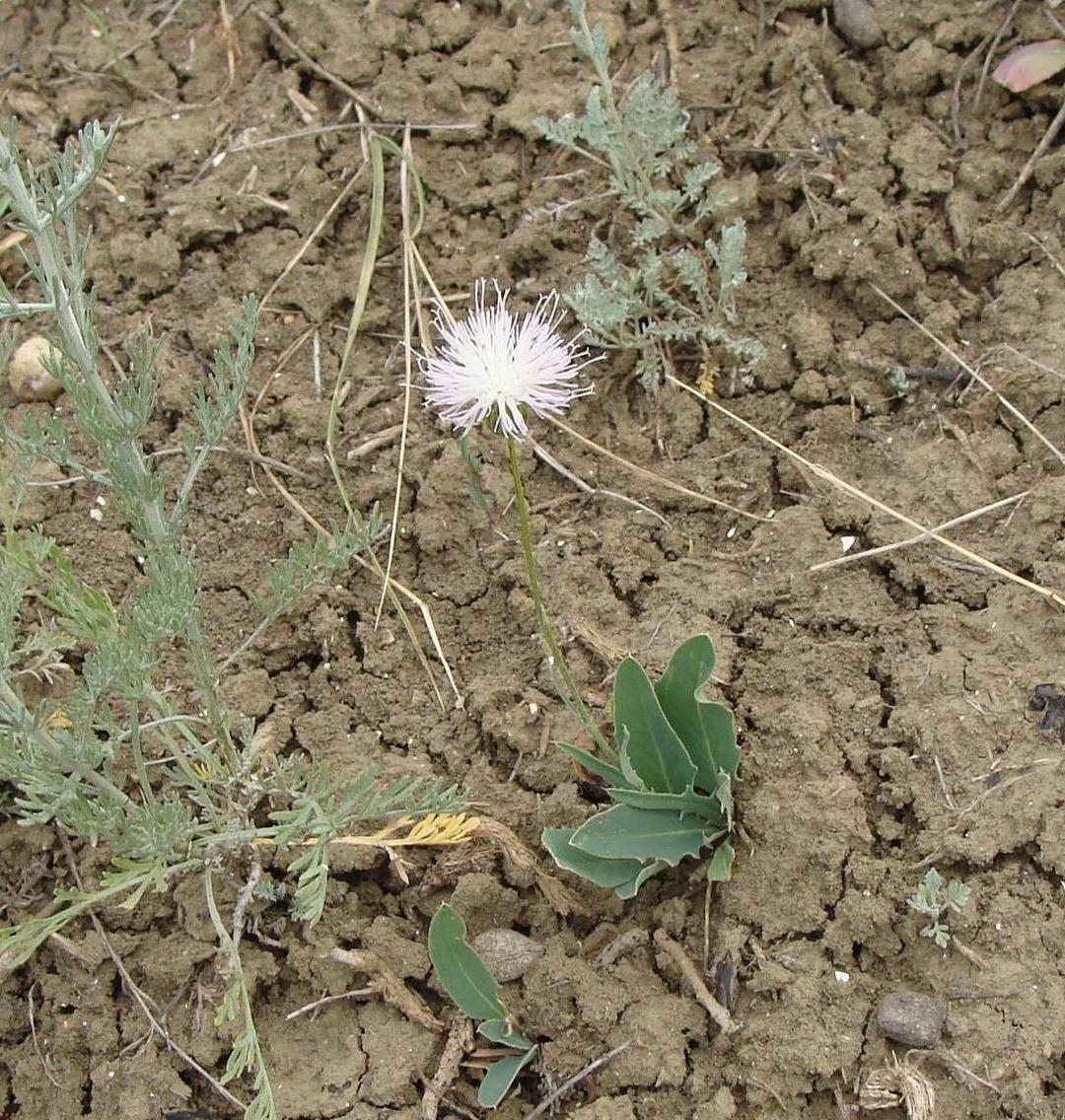 Image of Klasea cardunculus specimen.