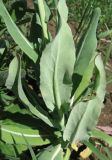 Myagrum perfoliatum