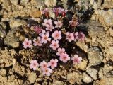 Douglasia ochotensis. Цветущее растение с сидящей мухой (муха - для масштаба, хорошо виден размер растения). Магаданская обл., окр. г. Магадан, пос. Снежная Долина, водораздел в бассейне р. Дукча, каменистое плато. 11.06.2017.