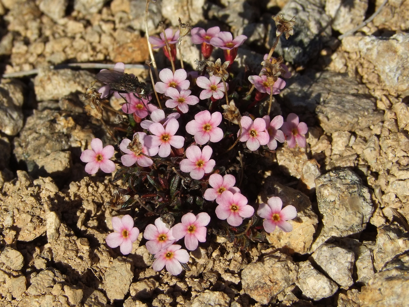 Изображение особи Douglasia ochotensis.