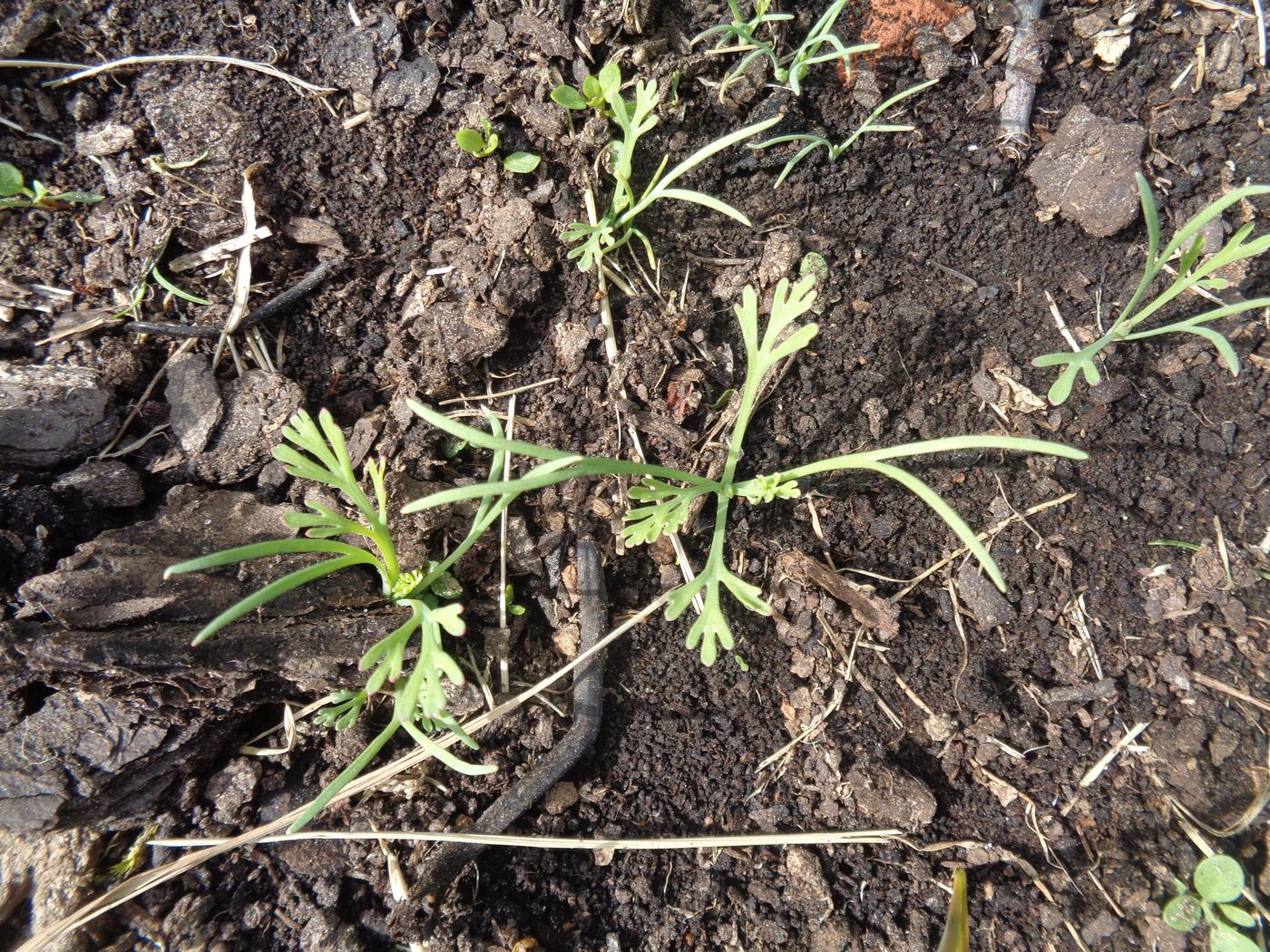 Image of Eschscholzia californica specimen.