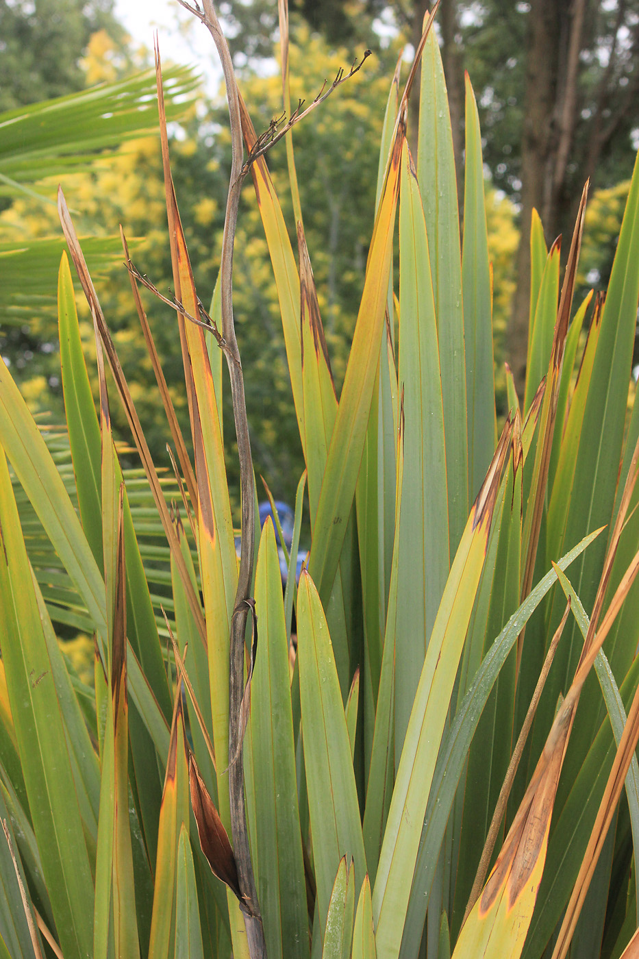 Image of Phormium tenax specimen.