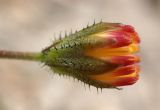 Crepis subspecies graeca