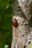 Image of taxon representative. Author is Дмитрий Орешкин