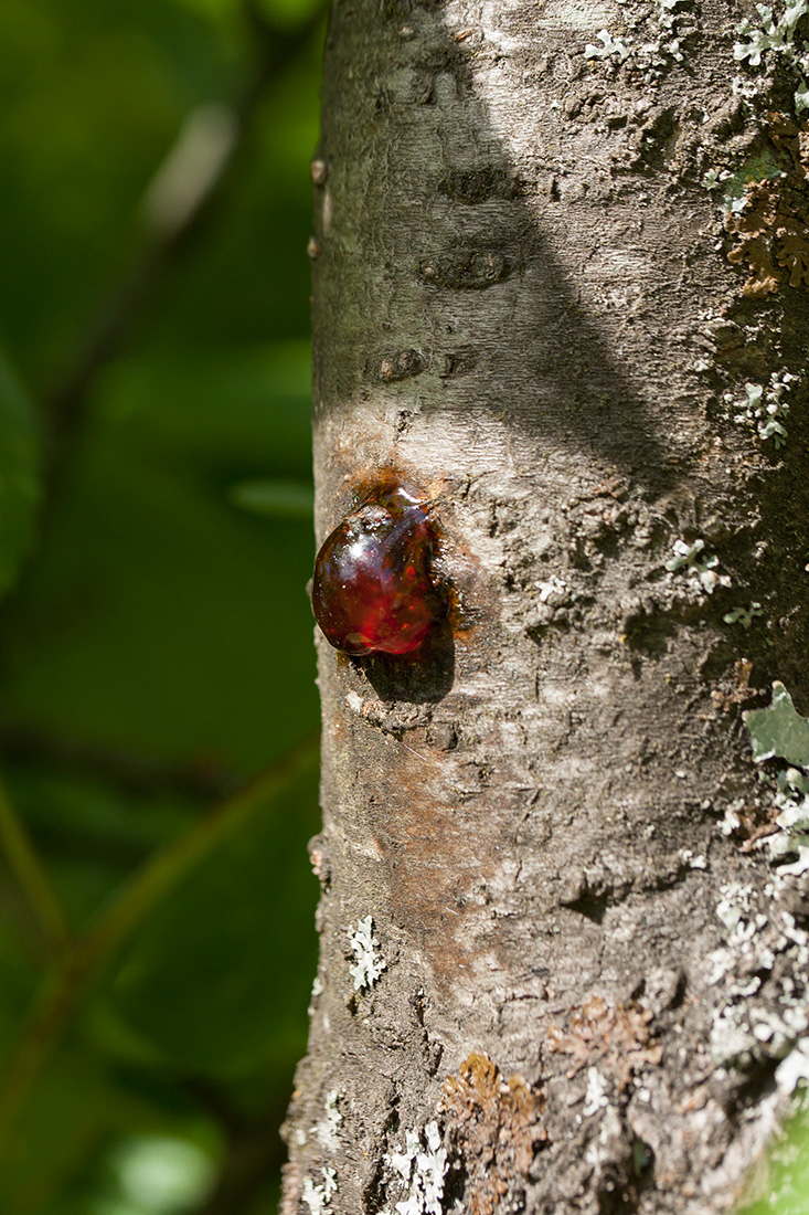 Image of Prunus domestica specimen.