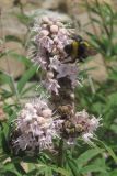 Vitex agnus-castus