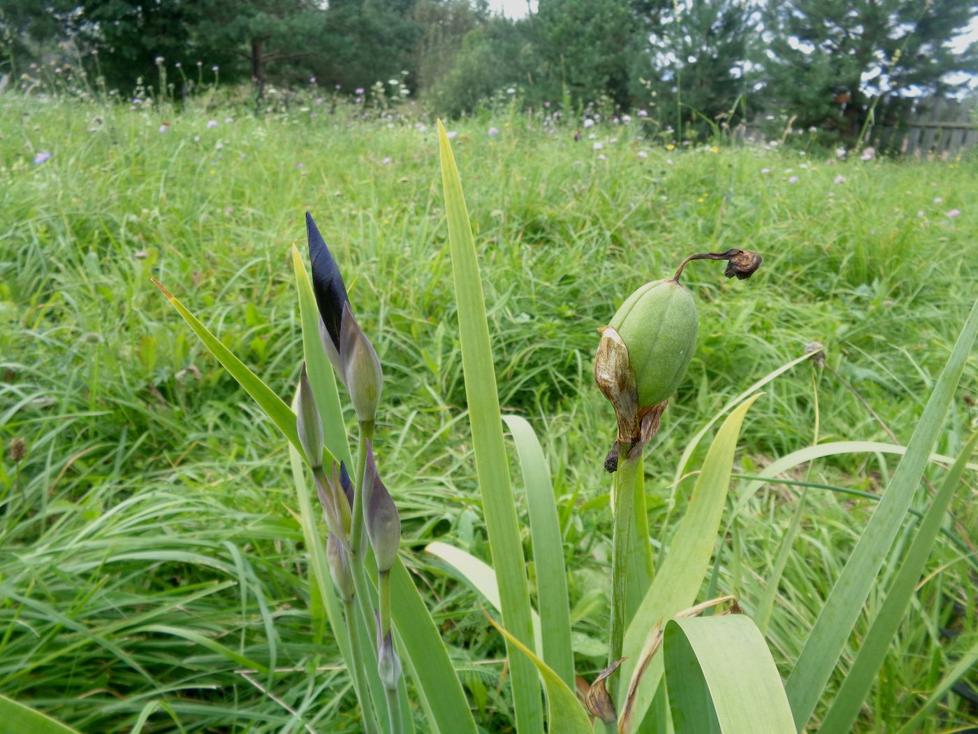 Image of Iris aphylla specimen.