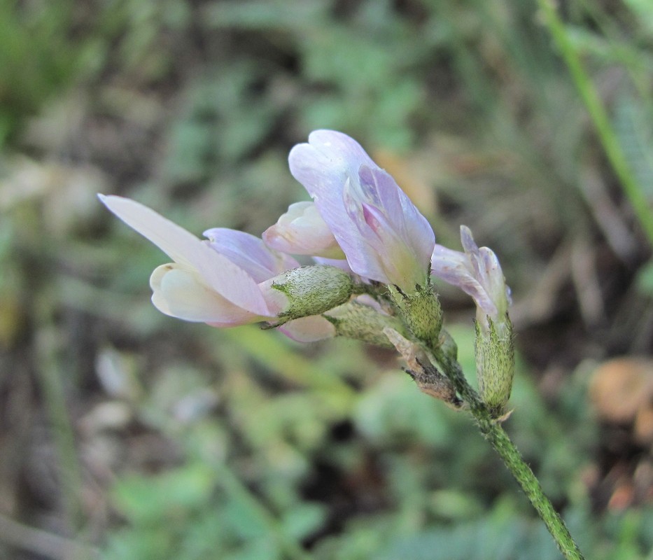 Image of Astragalus tshegemensis specimen.