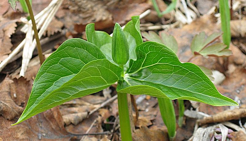 Image of Trillium camschatcense specimen.