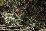 Ephedra fedtschenkoae