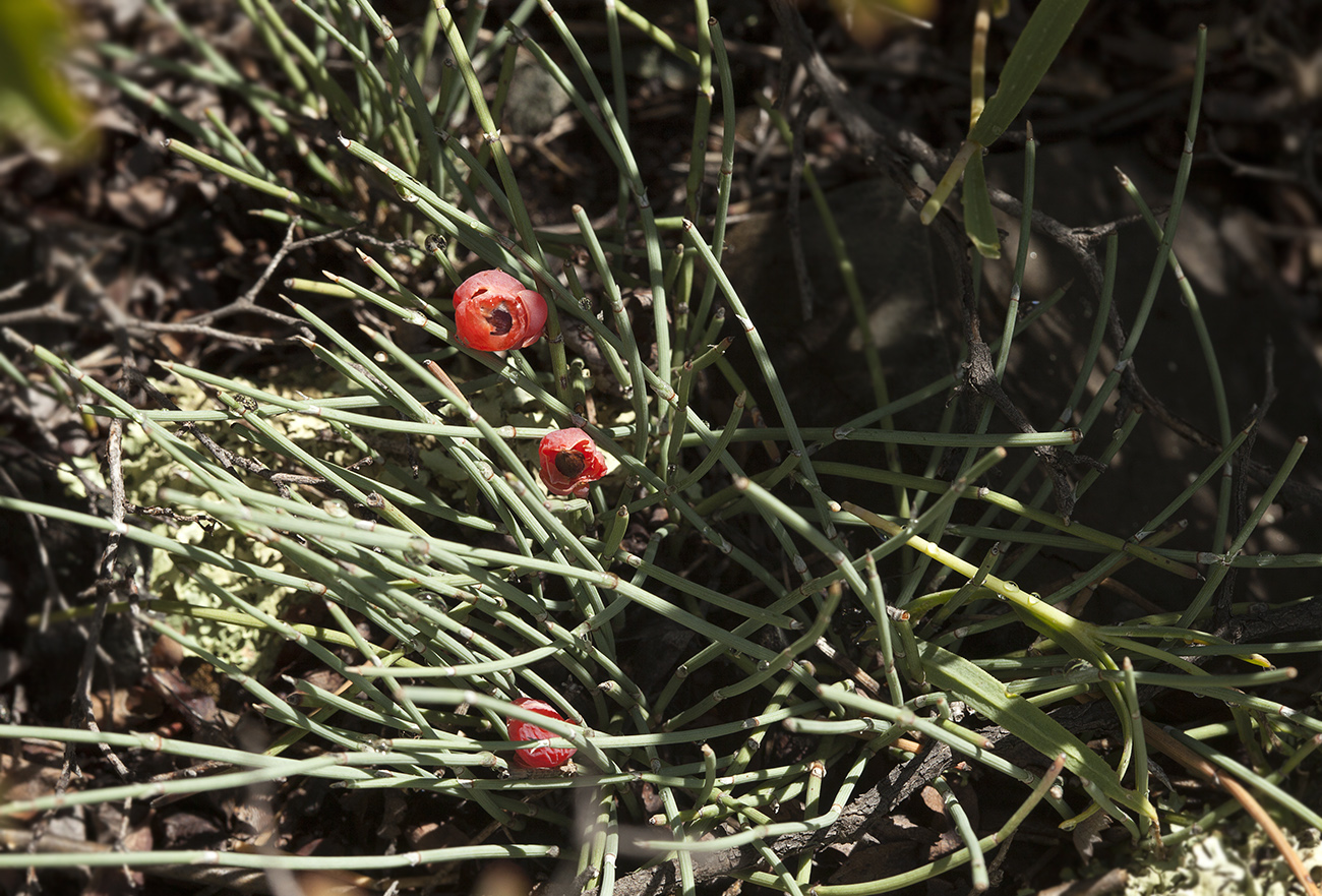 Изображение особи Ephedra fedtschenkoae.