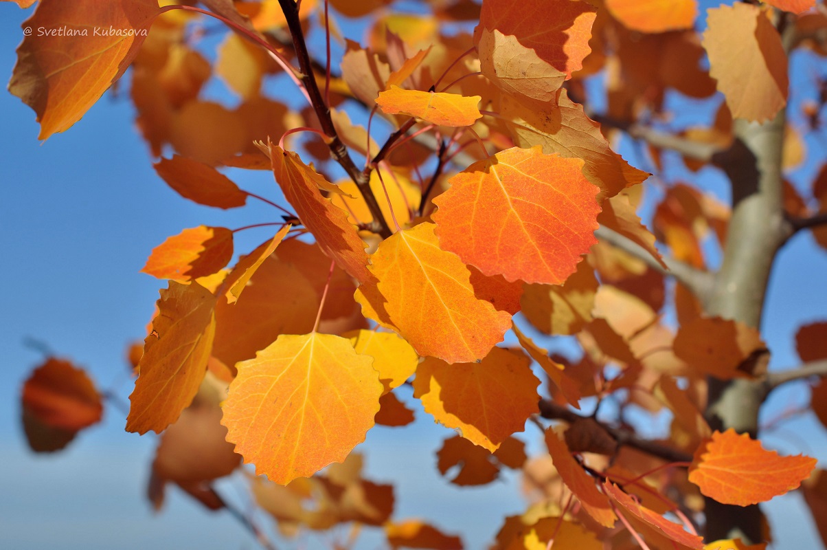 Изображение особи Populus tremula.