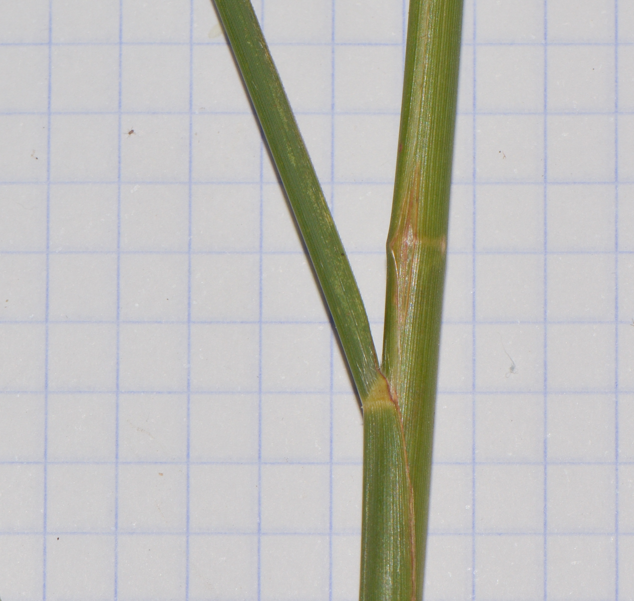 Image of genus Miscanthus specimen.