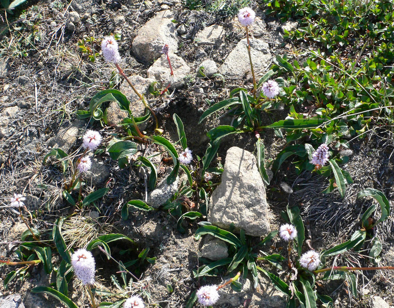 Изображение особи Bistorta officinalis.