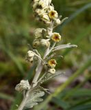Artemisia stelleriana