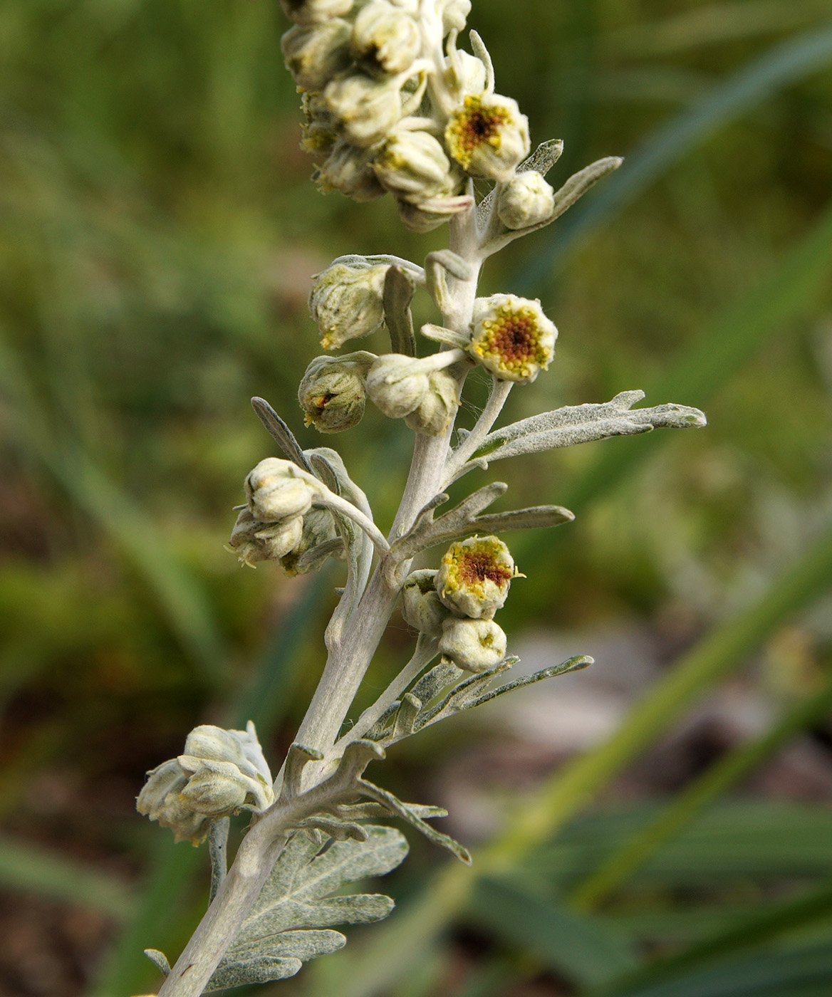 Image of Artemisia stelleriana specimen.